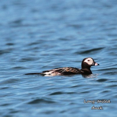 027 Long-tailed duck ME 061715 IMG_8654.jpg