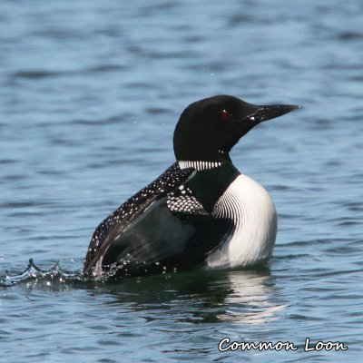 029 Common Loon ME 061715 IMG_8894.jpg