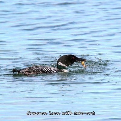 031 Common Loon ME 061715 IMG_9019.jpg