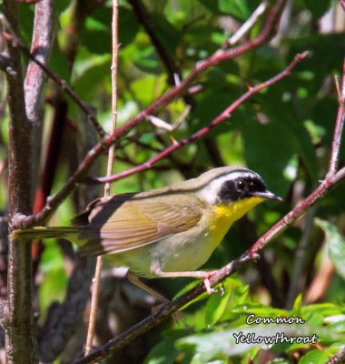 033 Common Yellowthroat ME 061715 IMG_9555.jpg