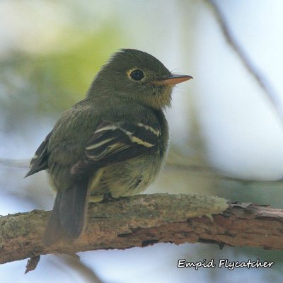 036 Empid Flycatcher ME 061715 IMG_9714.jpg