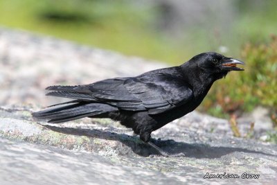 037 American Crow ME 061715 IMG_9748.jpg