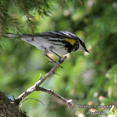 042 Yellow-rumped Warbler ME 061715 IMG_9972.jpg