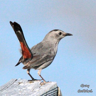 043 Gray Catbird ME 061715 IMG_9997.jpg