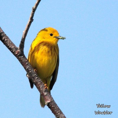 044 Yellow Warbler ME 061715 IMG_9331.jpg
