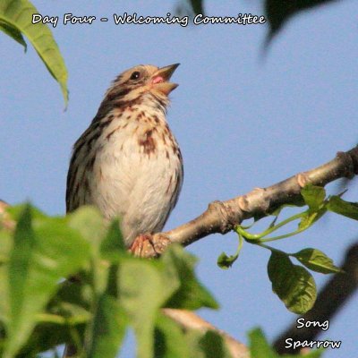 047 Song Sparrow ME 061815IMG_0151.jpg
