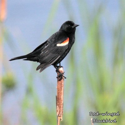 049 Red-winged Blackbird ME 061815 IMG_0555.jpg