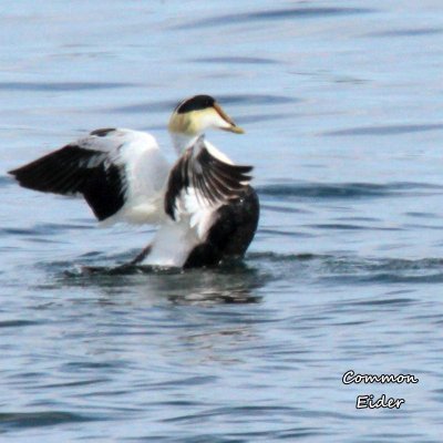 050 Common Eider ME 061815 IMG_0596.jpg
