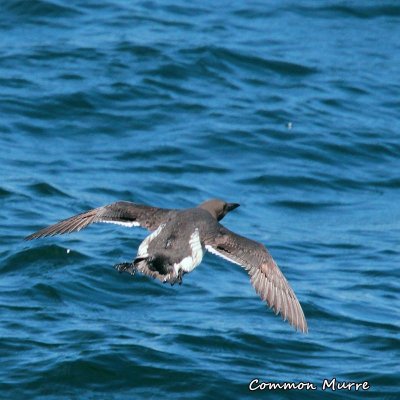 060 Common Murre ME 061815 IMG_0879.jpg