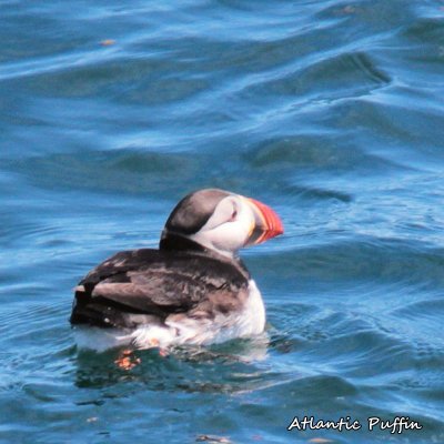 063 Atlantic Puffin ME 061815 IMG_1028.jpg