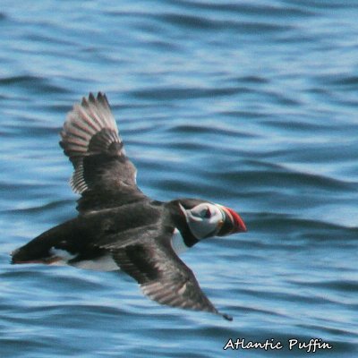 064 Atlantic Puffin ME 061815 IMG_1321.jpg