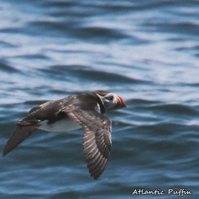 065 Atlantic Puffin ME 061815 IMG_1354.jpg