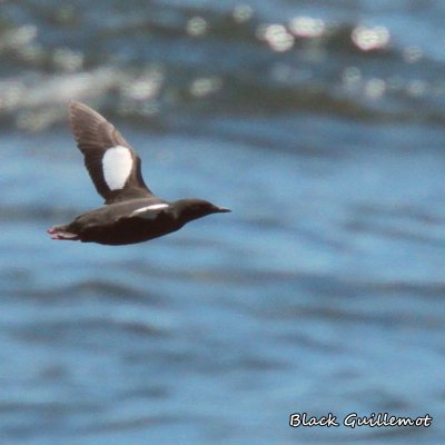 066 Black Guillemot ME 061815 IMG_1195.jpg