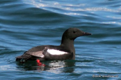 067 Black Guillemot ME 061915 IMG_5398.jpg