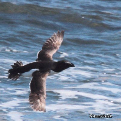 068 Razorbill ME 061815 IMG_1254.jpg