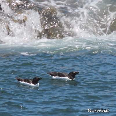 069 Razorbill ME 061815 IMG_1276.jpg
