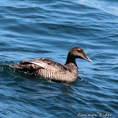 071 Common Eider ME 061815 IMG_1728.jpg