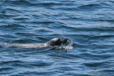 074 Harbor Seal ME 061815 IMG_2045.jpg