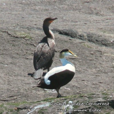 076 DoubleI-crested Cormorant_Common Eider ME 061815 MG_2308.jpg