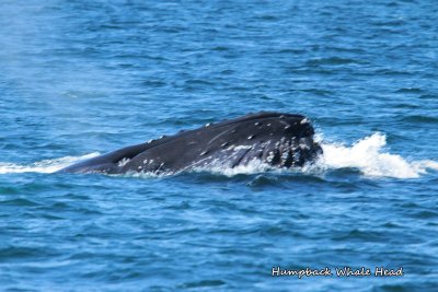 078 Humpback Whale Head ME 061815 IMG_3033.jpg