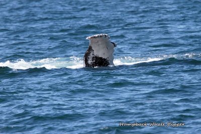079 Humpback Whale flipper ME 061815 IMG_3047.jpg