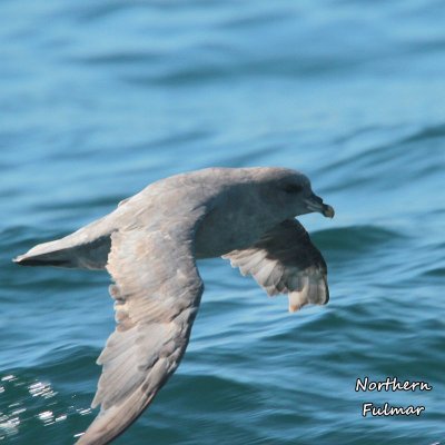 081 Northern Fulmar ME 061815 IMG_3575.jpg