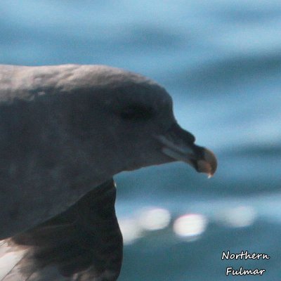 082 Northern Fulmar ME 061815 IMG_3537.jpg