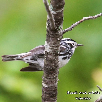 085 Black and white Warbler ME 061915 IMG_3727.jpg