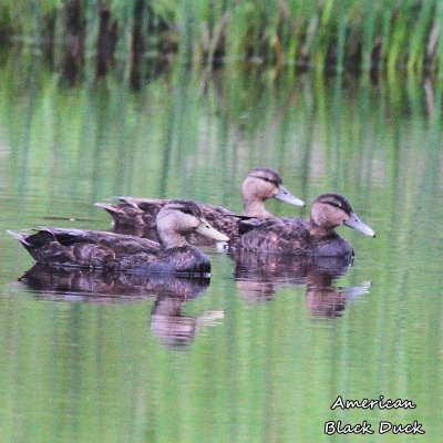 086 American Black Duck ME 061915 IMG_3995.jpg