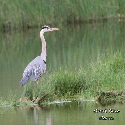 087 Great Blue Heron ME 061915 IMG_4079.jpg