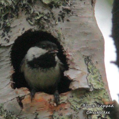 088 Black-capped Chickadee ME 061915 IMG_4094.jpg