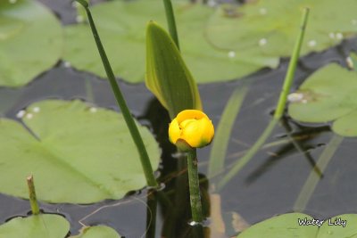 089 Water Lily ME 061915IMG_4522.jpg