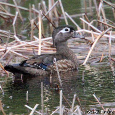 090 Wood Duck ME 061915 IMG_4400.jpg