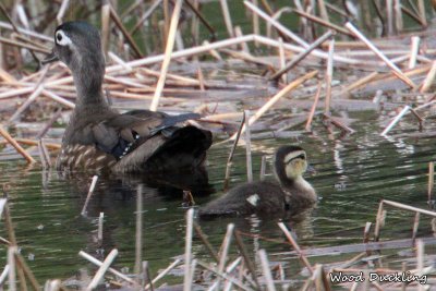 091 Wood Duck ME 061915 IMG_4392.jpg