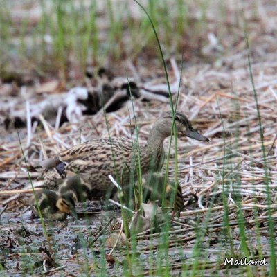 092 Mallard ME 061915 IMG_4581.jpg