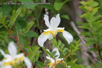 093 Forrest Flower ME 061915 IMG_4303.jpg