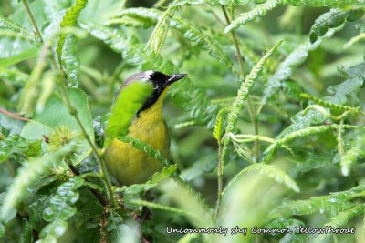096 Common Yellowthroat ME 061915 IMG_4645.jpg