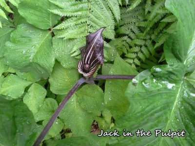 098 Jack in the Pulpit ME 061915 20150619_110349.jpg