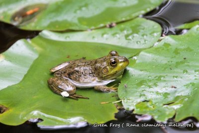 100 Green Frog ( Rana clamitans melanota) ME 061915 IMG_4672.jpg