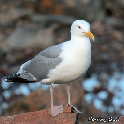 103 Herring Gull ME 061915 IMG_5524.jpg