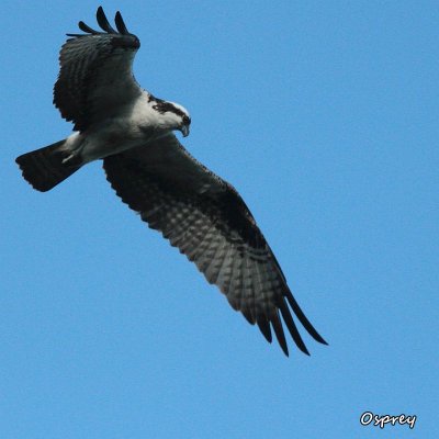 104 Osprey ME 061915 IMG_5582.jpg