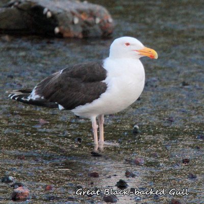 105 Great Black-backed Gull ME 061915 IMG_5565.jpg