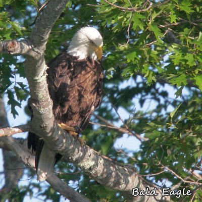 106 Bald Eagle ME 061915 IMG_6077.jpg