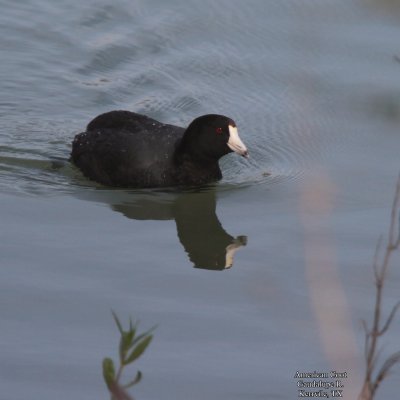 Wildlife in the Texas Hill Country_March 24-26, 2016