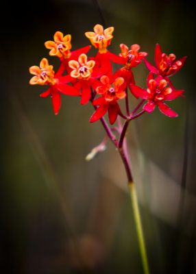 Scarlet Milkweed