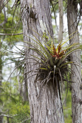 Bromeliad