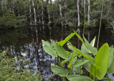 Alligator Flags