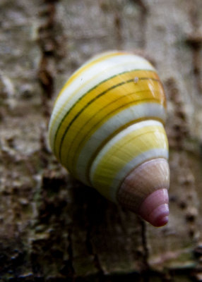 Tree snail