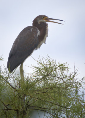 Tri-Colored Heron