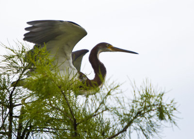Tri-Colored Heron